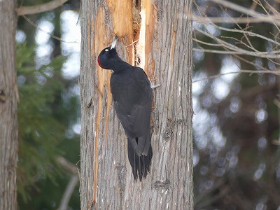 野鳥お勉強会 野幌森林公園 クマゲラ一斉調査18結果報告 18 3 31